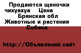 Продаются щеночки чихуахуа  › Цена ­ 8 000 - Брянская обл. Животные и растения » Собаки   